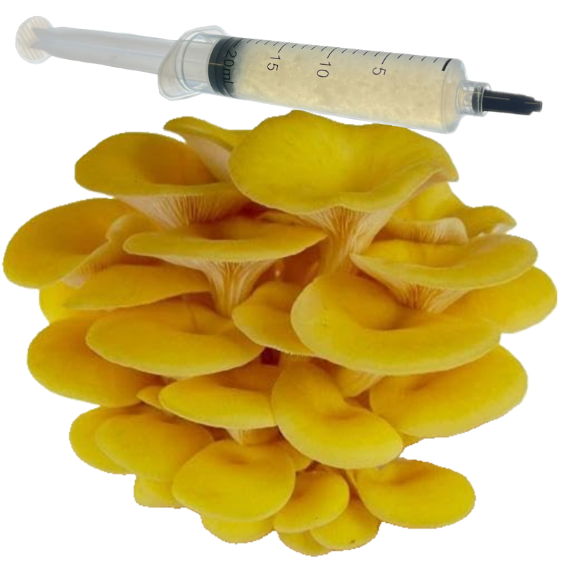 Podhoubí a houbové kultury