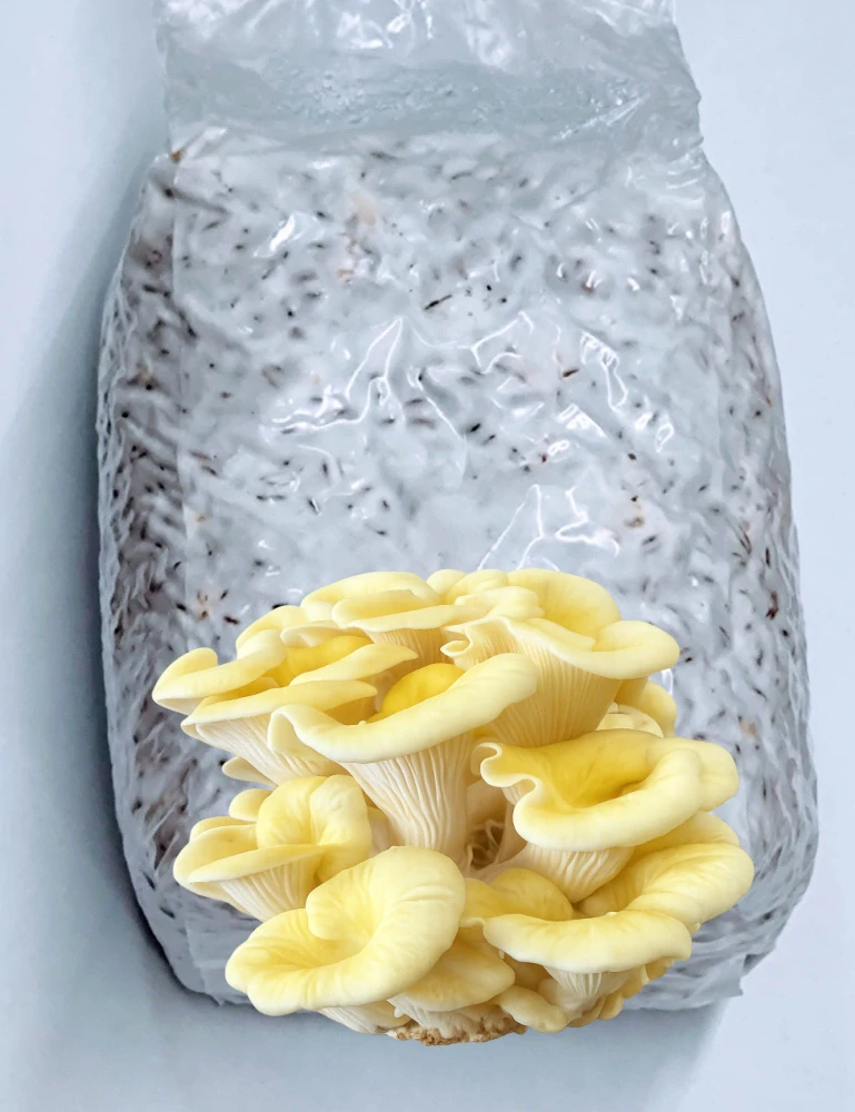Hlíva žlutá, citronová - sadba na zrnu - 1 litr