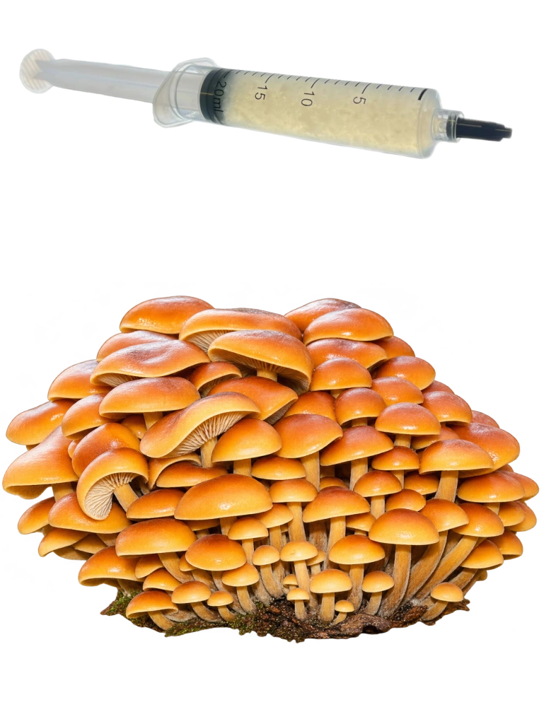 Penízovka sametonohá (Flammulina Velutipes, Enoki) podhoubí - tekuté mycelium - LC 10ml