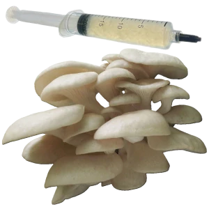 Hlíva plicní (Pleurotus pulmonarius) podhoubí - tekuté mycelium - LC 10ml