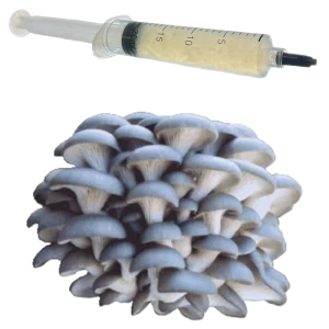 Hlíva modrá - (Pleurotus columbinus) podhoubí - tekuté mycelium - LC 10ml