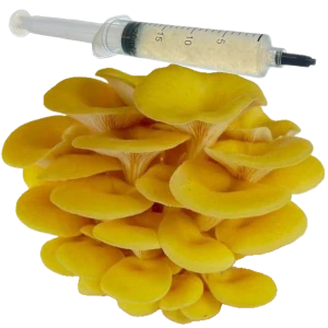 Hlíva žlutá, citronová / komerční (Pleurotus citrinopileatus - Golden Treasure) podhoubí - tekuté mycelium - LC 10ml