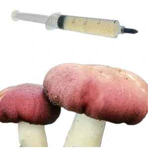 Límcovka obří - vrásčitoprstenná (Stropharia Rugosoannulata) podhoubí - tekuté mycelium - LC 10ml