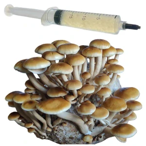 Polnička topolová / komerční (Cyclocybe cylindracea - Velvet Pioppini) podhoubí - tekuté mycelium - LC 10ml