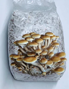 Polnička topolová / komerční (Velvet Pioppini) - sadba na zrnu - 1 litr