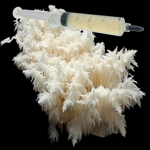 Korálovec bukový - (Hericium coralloides) podhoubí - tekuté mycelium - LC 10ml