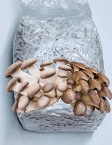 Hlíva černá perla (Black Pearl Oyster) - sadba na zrnu - 1 litr