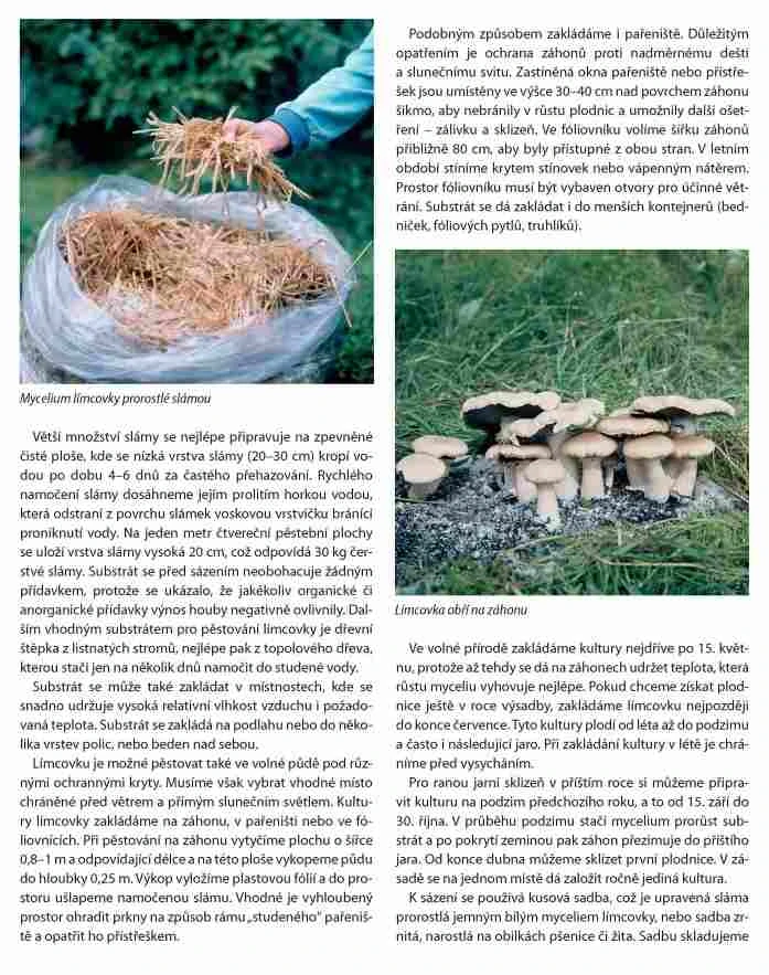 Jedlé a léčivé houby a jak je pěstovat