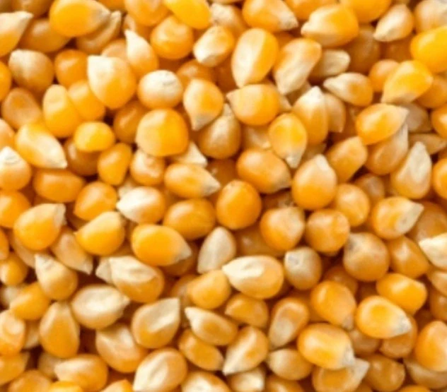 Kukuřice popkornová (popcorn kukuřice)