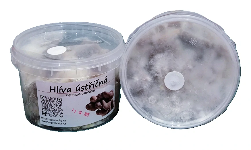 Hlíva ústřičná - kolíčková sadba - 100ks (cca 500ml)