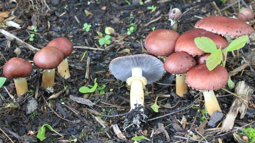 Límcovka obří - vrásčitoprstenná (Stropharia Rugosoannulata) podhoubí - tekuté mycelium - LC 10ml