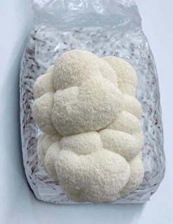 Korálovec ježatý / komerční - (Hericium erinaceus - Lion’s pride) - sadba na zrnu - 1 litr