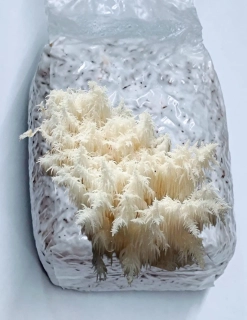 Korálovec bukový (Hericium coralloides) - sadba na zrnu - 1 litr