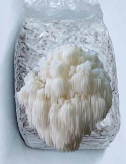 Korálovec americký - (Hericium Americanum) - sadba na zrnu - 1 litr