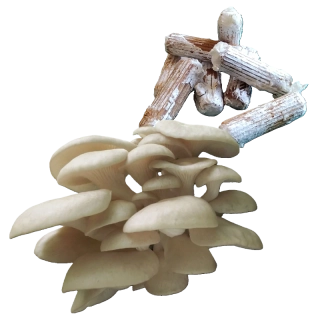 Hlíva plicní - kolíková sadba - 100ks (cca 500ml)