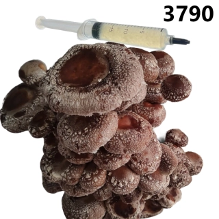 Shiitake (Lentinula Edodes - 3790) podhoubí - tekuté mycelium - LC 10ml