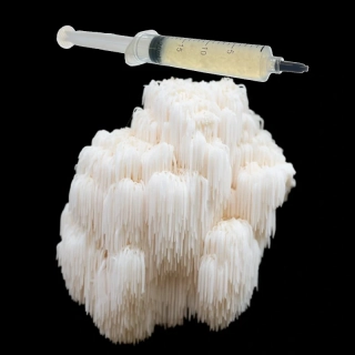 Korálovec ježatý - (Hericium erinaceus - Lion’s Mane) podhoubí - tekuté mycelium - LC 10ml
