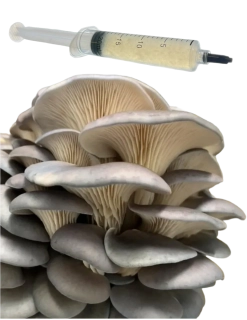 Hlíva sajor-caju (Pleurotus sajor-caju) podhoubí - tekuté mycelium - LC 10ml