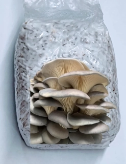 Hlíva sajor-caju (Pleurotus sajor-caju) - sadba na zrnu - 1 litr