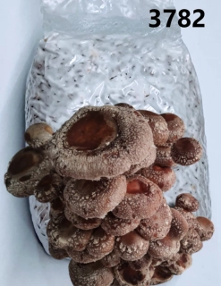 Shiitake (Lentinula Edodes - 3782)