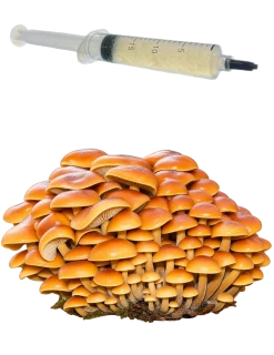 Penízovka sametonohá (Flammulina Velutipes, Enoki) podhoubí - tekuté mycelium - LC 10ml