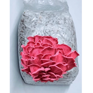 Hlíva růžová / komerční (Valentine) - sadba na zrnu - 1 litr