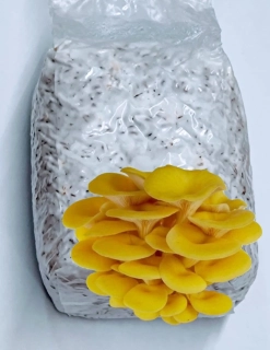 Hlíva žlutá, citronová / komerční (Golden Treasure) - sadba na zrnu - 1 litr