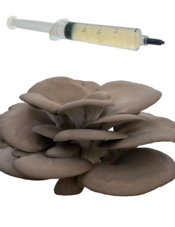 Hlíva ústřičná (Pleurotus ostreatus) podhoubí - tekuté mycelium - LC 10ml