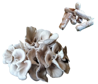 Hlíva ústřičná - kolíková sadba - 100ks (cca 500ml)