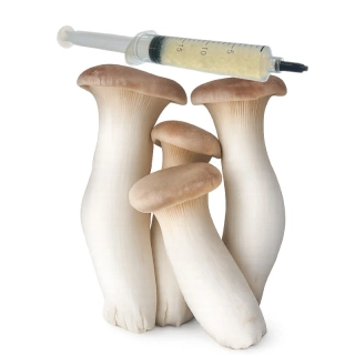 Hlíva máčková, královská (Pleurotus Eryngii) podhoubí - tekuté mycelium - LC 10ml