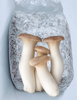 Hlíva máčková / komerční (Pleurotus Eryngii - King Trumpet) - sadba na zrnu - 1 litr